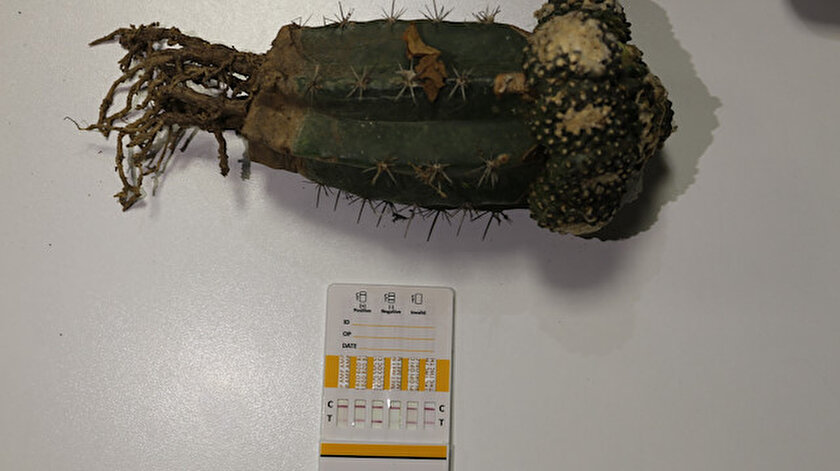Halüsinasyona yol açan "peyote kaktüsü" ele geçirildi.