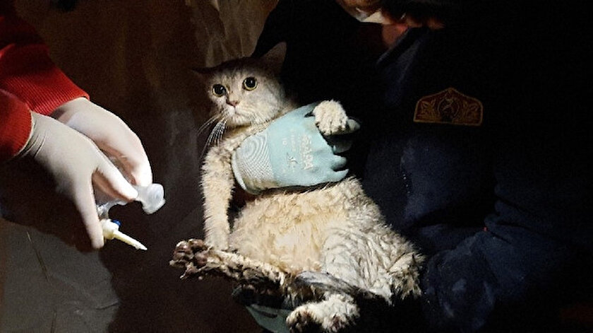 İzmir depreminde yeni gelişme: Emrah Apartmanı’ndan 32 saat sonra kurtarılan ilk canlı bir kedi oldu