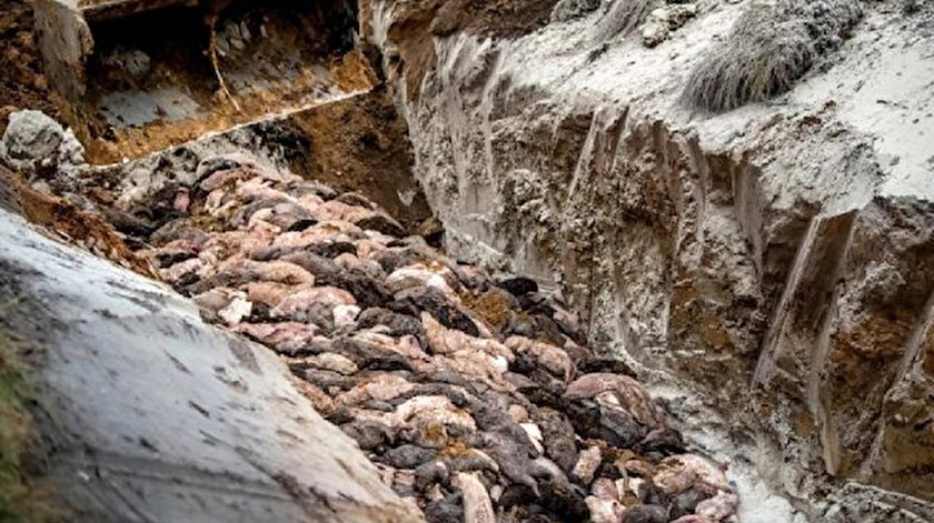 Dünyayı sarsan görüntü: 17 milyon vizon öldürülüp toplu mezara gömüldü