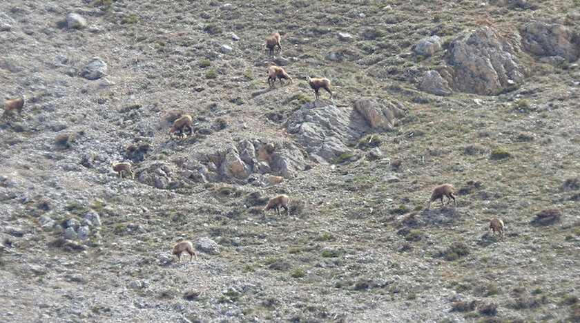 Erzincanda ortaya çıktılar: Sürü halinde böyle görüntülendi