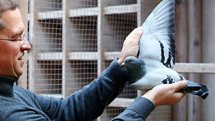 Fiyatı Ferrariyi solladı: 14 milyona satılan güvercinin bir özelliği var