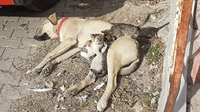 Kütahya haberleri: Labrador cinsi köpek kedi yavrularına annelik yapıyor