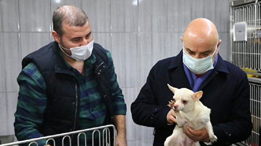 Ankara Da Bodrumda Bulunan Kopekleri Sahiplenmek Icin Hayvanseverlerden Basvuru Yagdi Yeni Safak