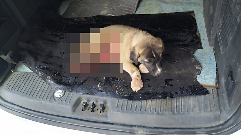 Midyatta boğazı ve karnı kesilen köpek kurtarılamadı