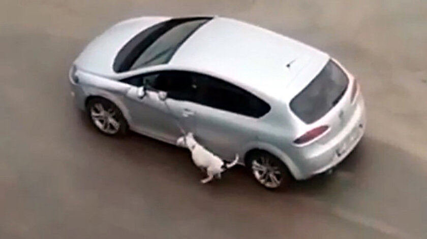 Aracıyla köpeğini tasmasından sürükleyen sürücüden pişkin savunma: Eğitim gereği yaptık