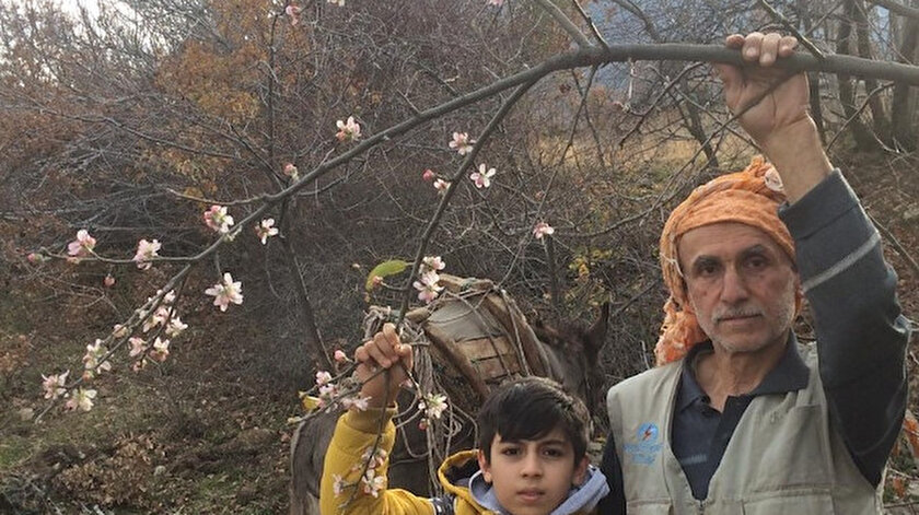 Aralık ayında elma ağaçları çiçek açtı