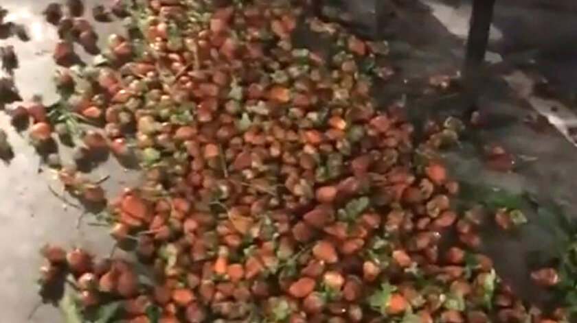 Kilolarca çilek sırf satılmadığı için ziyan oldu.