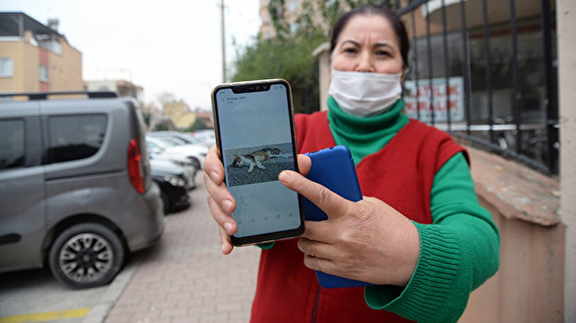 Yıllardır besledikleri 15 sokak kedisinin zehirlenerek öldürüldüğü iddiası.