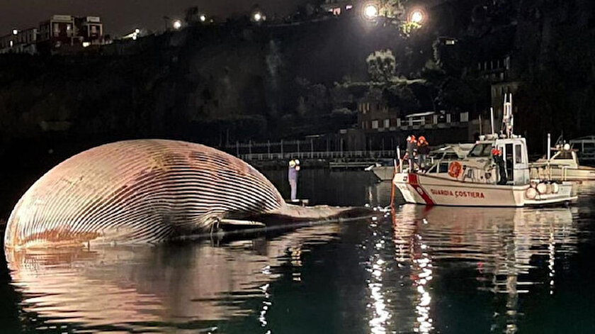 İtalya’da kıyıya vurdu: Tam 70 ton ağırlığında
