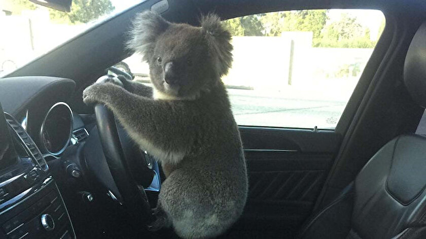 Zincirleme kazaya neden olan koala direksiyon başında poz verdi