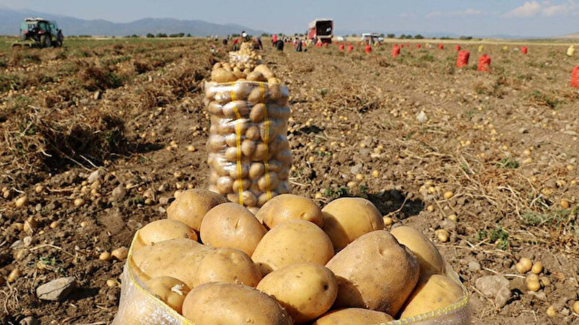 Tohumluk üretim hakkı satış ihalesi