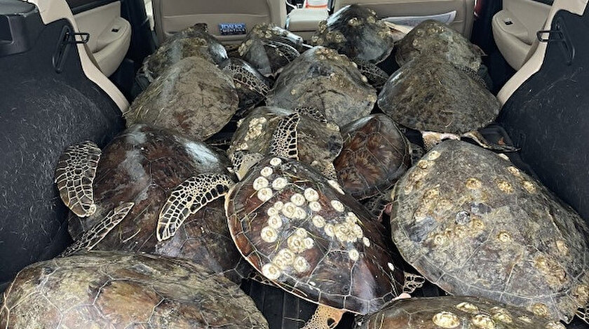 Texas Ta Donmak Uzere Olan 3 Bin 500 Den Fazla Deniz Kaplumbagasi Kurtarildi Yeni Safak