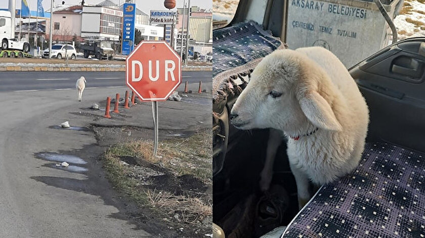 Minik kuzu sahibine teslim edildi.