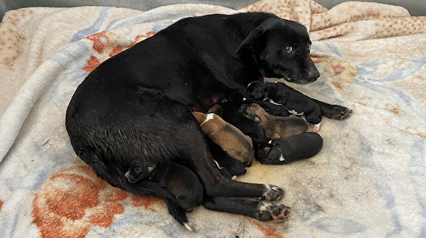 Köpeğin sağlık durumunu iyi olduğu öğrenildi.