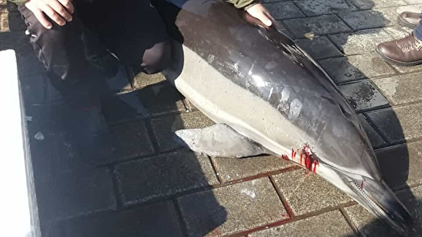 Beyoğlu'ndaki Karaköy İskelesi mevkisinde dün ölü yunus bulundu.