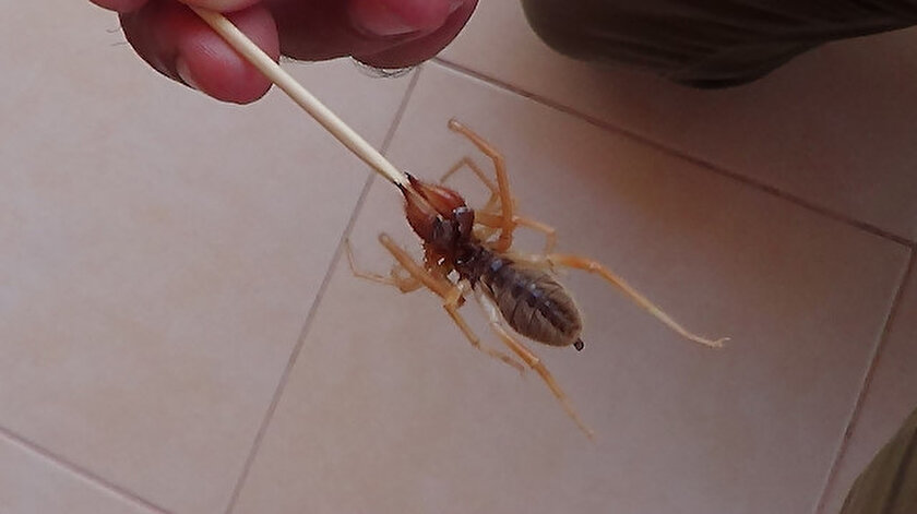 Avustralya kabusu yaşıyor: Sel felaketinden sonra zehirli örümcek paniği