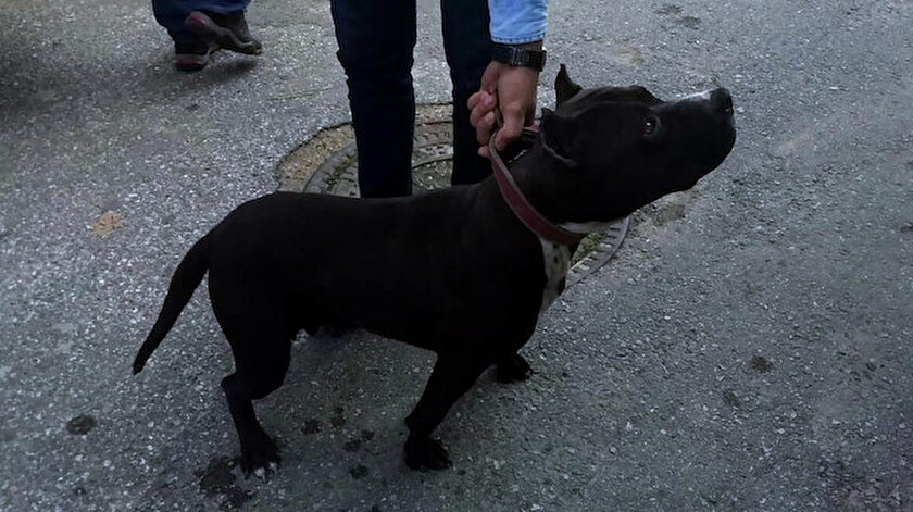 pitbull gezdirdi 10 bin lira ceza yedi