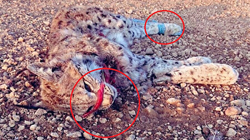 Nesli tükenmekte olan vaşak ağzı ve elleri bağlanmış şekilde ölü bulundu