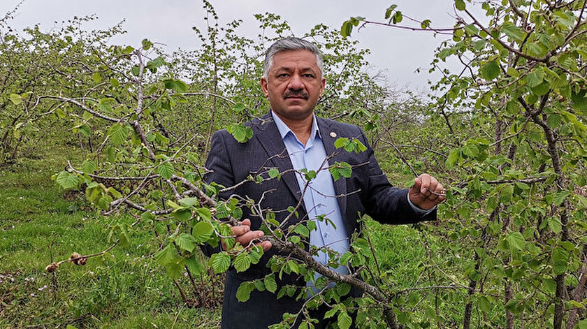 Ordu Da Findigi Zirai Don Vurdu Yuzde 90 A Varan Kayip Var Yeni Safak