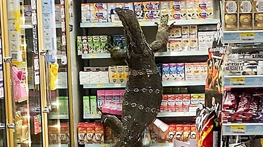 Dev kertenkele girdiği markette paniğe neden oldu