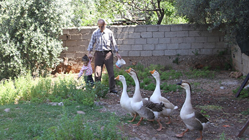 Beslediği kazların saldırısına uğrayıp yerlerde sürüklendi: 3 bin TL verip köpek alacağınıza 4 tane kaz alın
