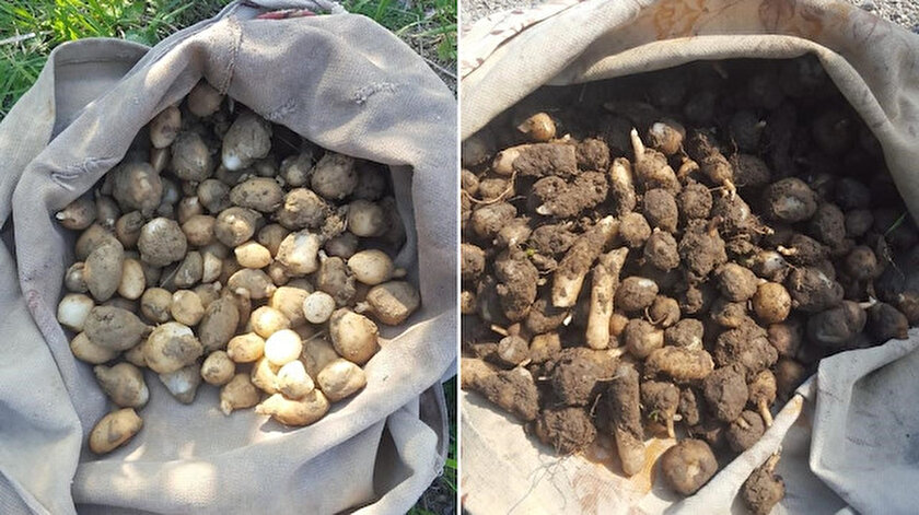Zonguldak haberleri: Salep soğanı toplayan 3 kişiye 724 bin 272 TL ceza