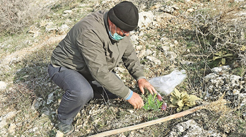 Doğal ortamına endemik bitki desteği