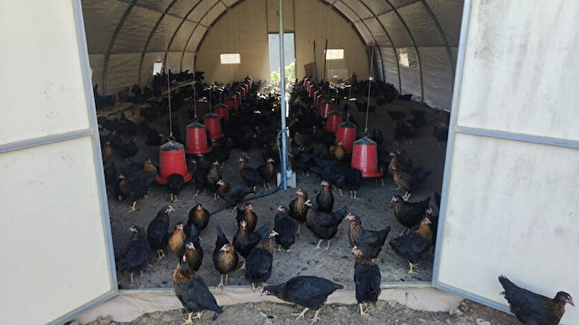 Teröristlerin gezdiği Hanke Dağı’nda artık tavuklar geziyor