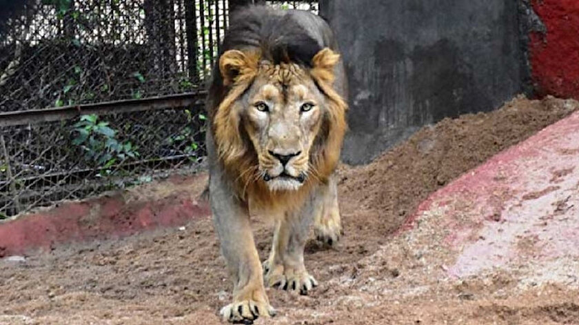 Hindistandaki 8 aslan koronavirüse yakalandı: Uzmanlar inceleme başlattı