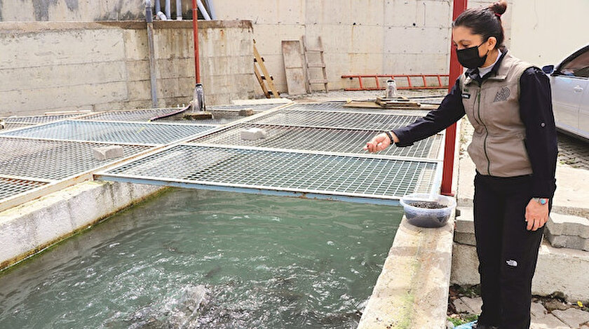 Bolu’nun iç suları balık kaynayacak
