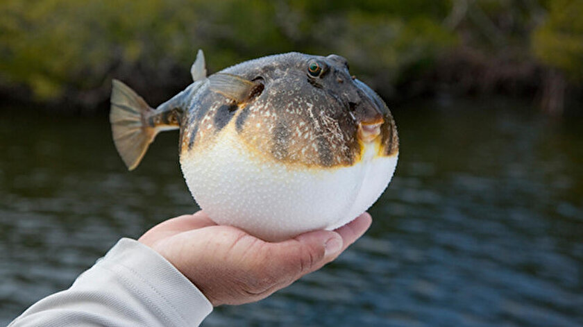 [Resim: resized_d4ed6-ce743ca5bbb.jpg]