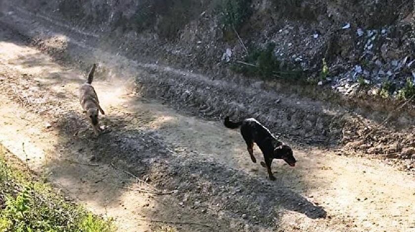 Bakıma muhtaç köpekleri ölüme terk eden İYİ Partili belediyeye ceza