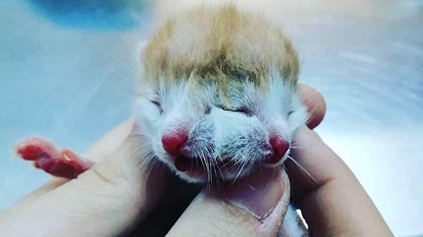 mugla da yeni dogan kedi gorenleri sasirtti yeni safak