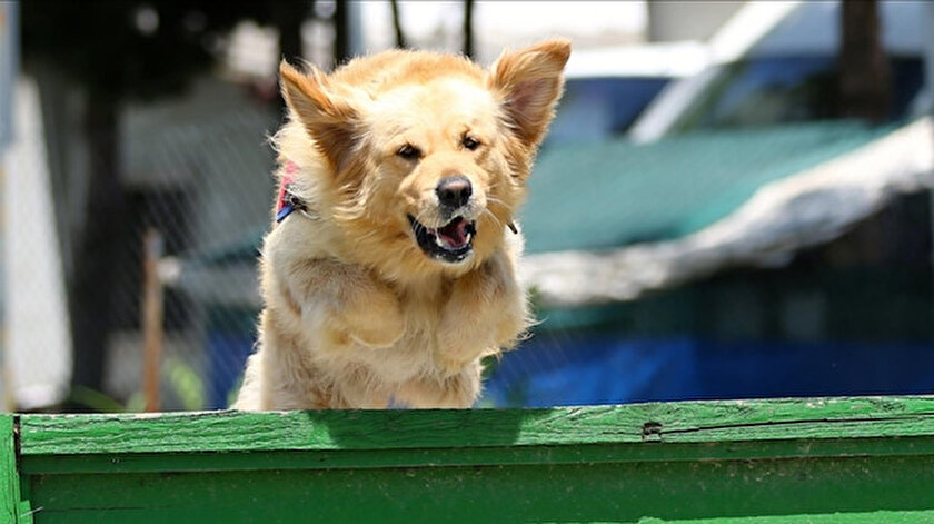 Özel eğitimli köpekler devrede: Bir saniyeden kısa sürede koronavirüsü tespit edebiliyor