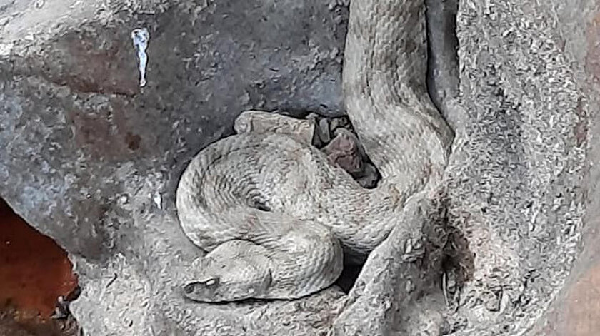 bilinen en zehirli yilanlardan biri olan koca engerek divrigi de ortaya cikti yeni safak