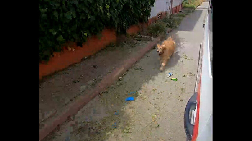 Vefalı köpek: Sahibinin içinde olduğu ambulansın peşinden koştu
