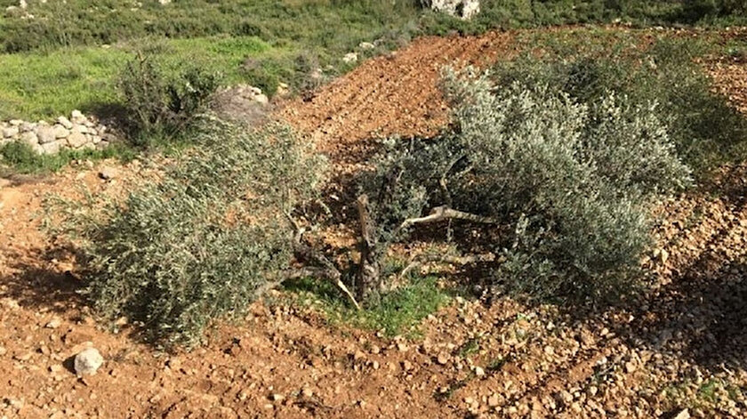 İsrail güçleri Filistinlilere ait 150 zeytin ağacını söktü