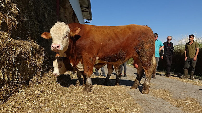 Günde 15 kilo yem yiyor: Baskül kıran boğa ikinci el otomobil fiyatına satışta