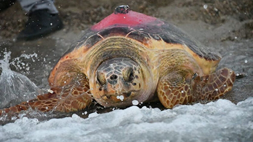 Caretta Likyanın 296 günlük uzun yolculuğu: Sonunda Tunusa ulaştı
