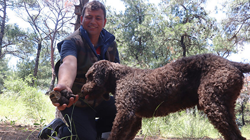 Eğitimli köpekle arazide arıyorlar: Kilosu 2 bin 500 TL