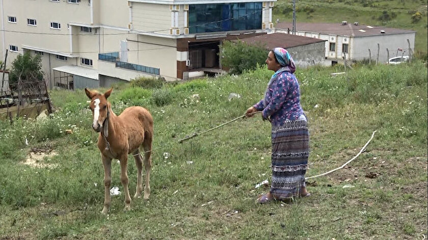 Arnavutköyde atlarına kamyonet çarpan aileye 23 bin 467 liralık tebligat şoku