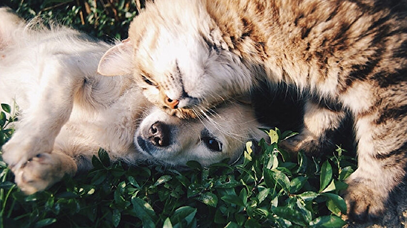 Kovid-19 evcil kedi ve köpeklerde yaygın görülüyor! Hayvanlara koronavirüs bulaşır mı?