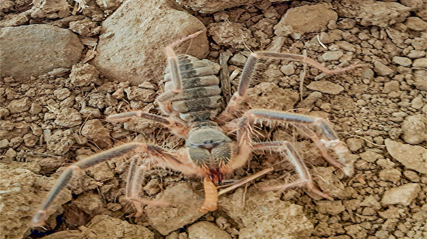 Hakkari’nin yeni keşfedilen böğü türü böceği: Galeodes hakkariensis