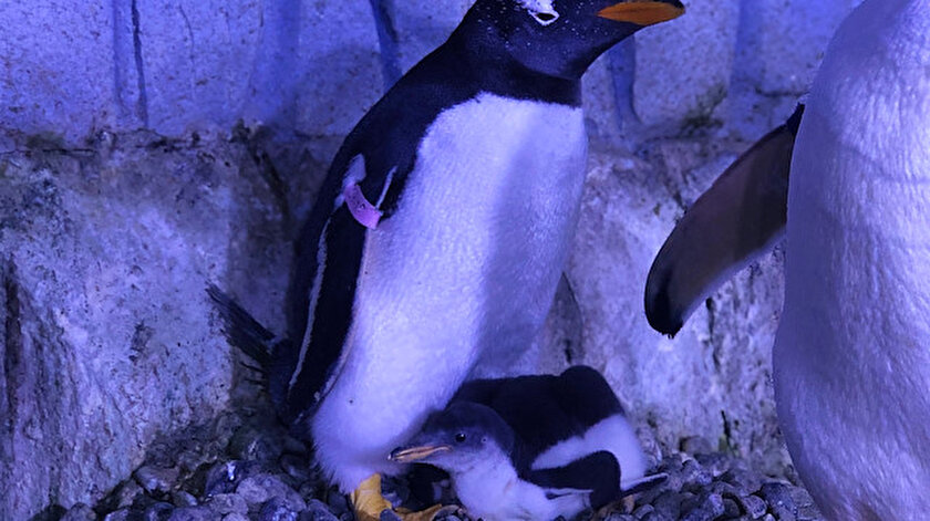 Akvaryumda ikinci bebek penguen mucizesi