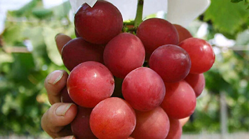 Japonyada kızıl üzümün salkımı 1,4 milyon yene satıldı