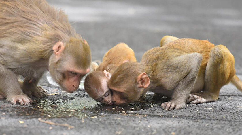 Çinde yeni salgın: Monkey B virüsü nedeniyle ilk ölüm gerçekleşti! Monkey B virüsü nedir? Monkey B virüsünün belirtileri nelerdir?