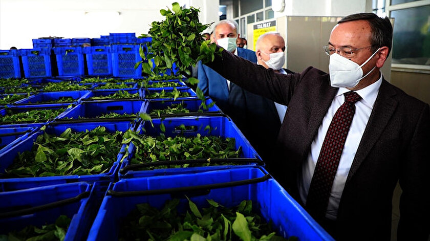 ÇAYKUR, 10 bin 500 ton stokla alımları sürdürüyor