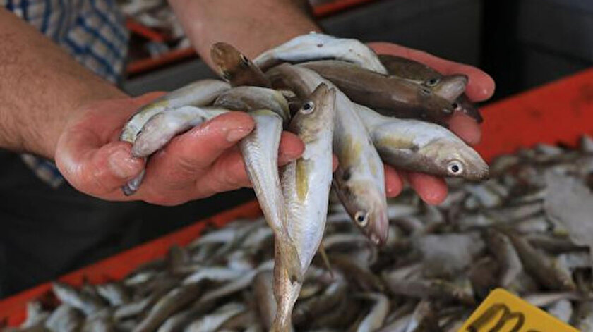 hamsi ne kadar istavrit kac lira guncel balik fiyatlari 2021 yeni safak