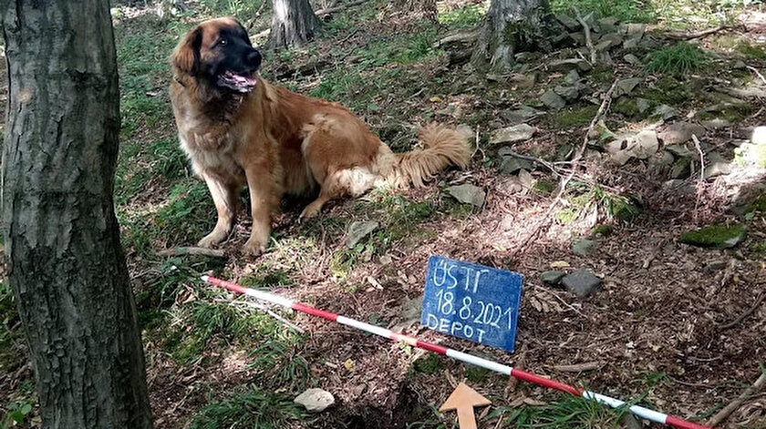 Çekyada ilginç keşif: Sahibinin gezmeye çıkardığı köpek 14. yüzyıldan kalma hazine buldu