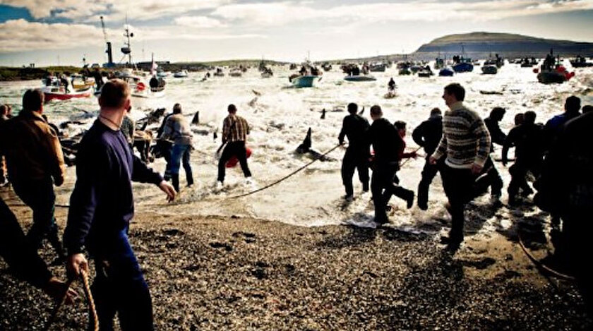 Tepki çeken balina avı görüntülerine ilişkin Faroe Adalarından resmi açıklama: Bu hakka sahibiz